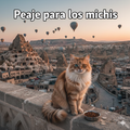 Fondo oficial para sobornar con comida a los gatos de la calle en la luna de miel